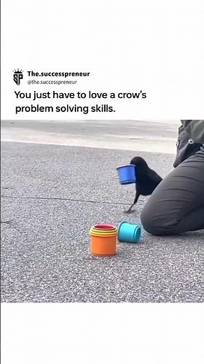 How To Stack Cups Like A Bird