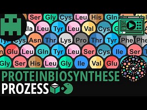 Proteinbiosynthese │Biologie Lernvideo [Learning Level Up]