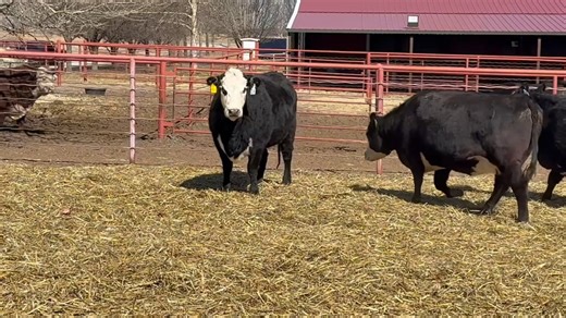 214-216 3yr Calving Cows