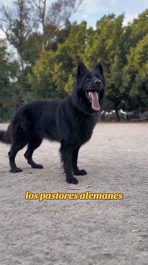 Todo sobre el Pastor Alemán: Razas y Cuidados