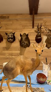 Montage d’un Dik-Dik entier ✨. #taxidermy #taxidermist #taxidermie #hunting #chasse #hunt #huntingseason #hunter #dikdik #safari #animals #wildlife | Taxidermie Viel