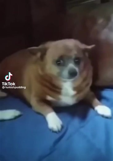 Kind Kid Reacts to Adorable Pomni Filter