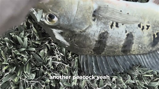 CATCHING RAREST FISH in The POND! (Alien Fish) - Bass fishing Productions | Bass fishing Productions MK2