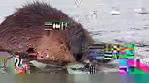 Beavers eat a wide variety of vegetation, but they do have their favourites. The leafs of a trembling aspen are a beaver’s version of decadent cheesecake. Sinfully delicious. Yummy, yum, yum. 😀😀. #beavers #cuteanimals | Mike’s photos and videos of beavers