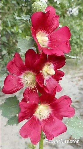 How To Grow Hollyhocks (Complete Growing Guide)#short video
