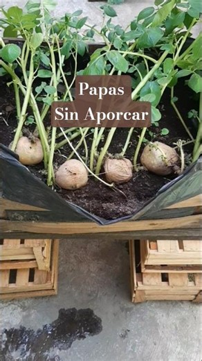 Papa sin aporcar. Plantas de papa con brotes y tallos. #casayjardin #plantas