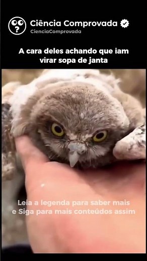 A CORUJA BURAQUEIRA