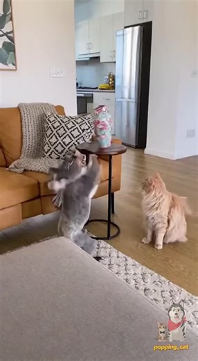 popping_cat | You won't believe what this mischievous Koala did! It knocked over a vase, then blamed the innocent Cat. The hostess's reaction is... | Instagram