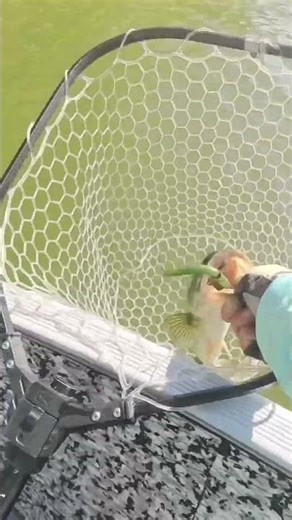 Skipping next to wood | Puddingstone Reservoir #shimanofishing #stcroixrods #bassfishing