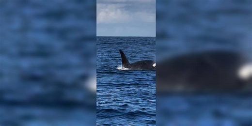 Fishing trip turns into rare orca sighting for boaters off Florida coast: 'It's something you see at SeaWorld'