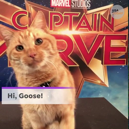 Goose the Cat steals the spotlight in 'Captain Marvel'