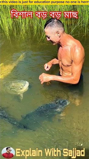 লোকটি প্রতিদিনের মতো এই বিশাল বড় মাছ গুলোকে খাবার খাওয়ায় #viralvideo #facts #shorts #viral