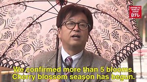 Tokyo is first in the nation to see Someiyoshino cherry blooms, signalling the official start to Japan's "hanami" cherry blossom viewing season. | Nippon TV News24 Japan
