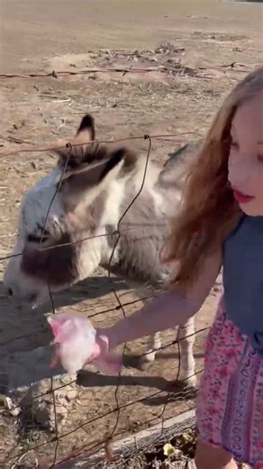 Donkey-Donk and the smiling horse