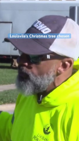 Louisville’s downtown Christmas tree has been chosen