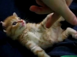 Kitten gets sleepy while playing