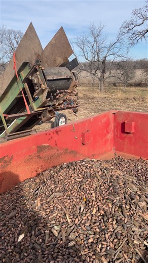 Loading pecans into gravity wagons. | Simmons Family Farm