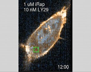File:Optimal-Experimental-Design-for-Parameter-Estimation-of-a-Cell-Signaling-Model-pcbi.1000558.s005.ogv - Wikimedia Commons