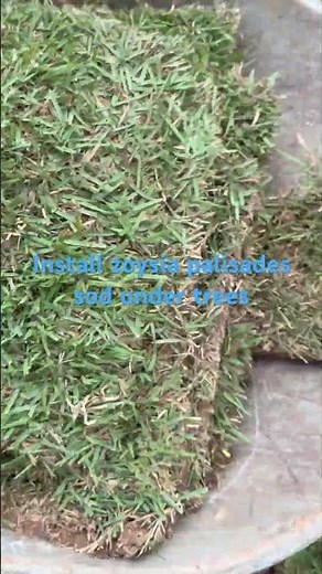Install zoysia palisades good for shade and heat tolerant under trees