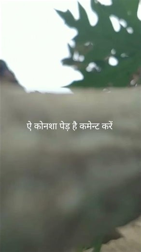 ऐ कोनशा पेड़ है कमेन्ट करें || New farming shorts #shorts #youtubeshorts