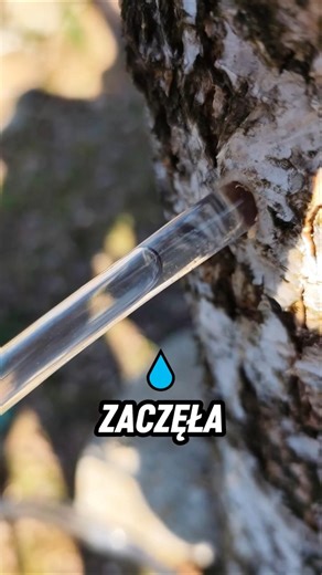 I Drained the Water From the Birch Tree🌊🌳 Did the Taste Surprise Me? 🤷‍♂️ #birchwater #birch #bus...