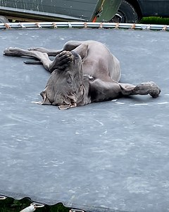 14M views · 629K reactions | Love how he pretends not to hear his mum calling for him 藍 | Furry Tails | Facebook