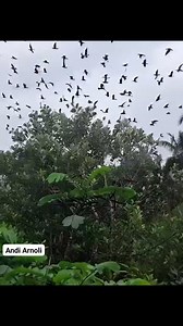 Lots of birds🕊 #trending #AI #viral #fyp #bird #animal | Andi Arnoli Raa BF