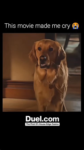 Movies ¦ Entertainment ¦ Rich Movies on Instagram: "I will always tear up on this movie 🎬 "The Art of Racing in the Rain" is a 2019 drama film narrated by Enzo, a golden retriever. The story follows Denny Swift, a race car driver, and his wife Eve, who is diagnosed with brain cancer. After Eve's passing, Denny struggles to care for their daughter Zoë, but Zoë's grandparents try to gain custody. Enzo provides wisdom and support to Denny, helping him navigate the challenges of parenthood and grie