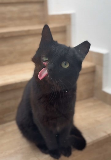 Raven has more freedom to roam! And made her way downstairs! We can let her our incase she hides under the beds and we cant get her out. As shes still scared of others, #fyp #catlover #loveyou