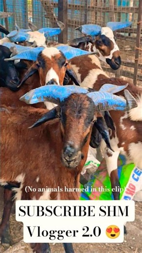 BAKRID 2026 | Retteri Goat Market 2026 (5 a.m. - 12 p.m.) #goat #sheep #farming #video #fyp #market