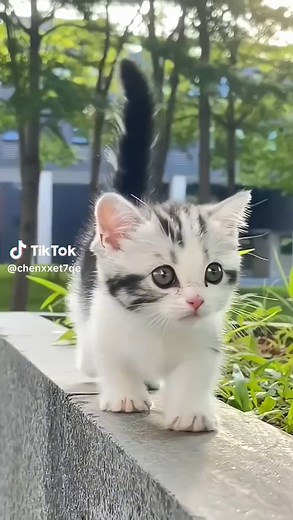 #cat #cute #kitten #pet #meow | Cat Cute Videos