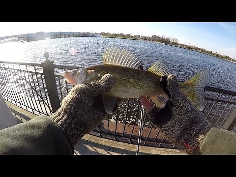 How to Catch Fall Walleye on the Saginaw River