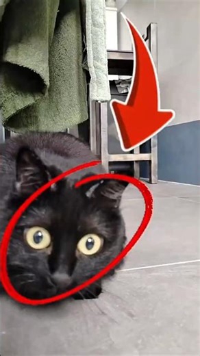 Brain Cell Not Found 🚫🧠