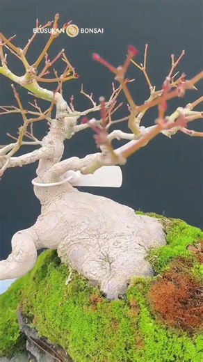 Maple bonsai trees #bonsai #bonsaitree #maple