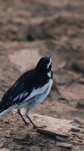 african pied wagtail