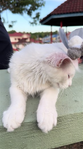 Ini hari customer bilang bawa jumpa kucing di luar… Name: Gonzo (Male) Breed: Mainecoon Color: Solid White Dua bulan lagi pi rumah baru dia… ❤️❤️❤️❤️❤️ Area Tawau~~~ #cat #kucing #kitten #pet #mainecoon