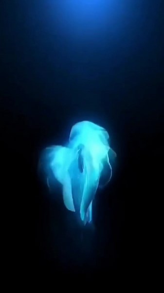 Glowing Blue Butterfly Animation and Surreal Moments