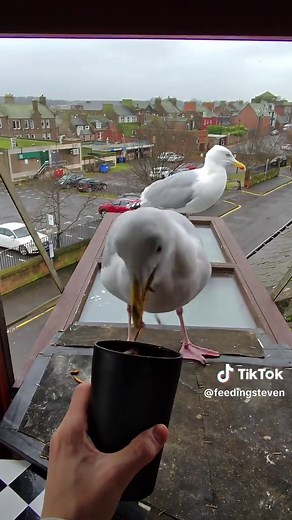 How to Train Your Pet Seagull to Park on Command