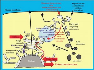 Intracellular transport - Alchetron, the free social encyclopedia