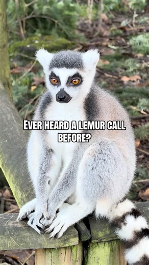 The sound of a Lemur 🐾 #lemur #animalfacts #animallife #animallovers #animalshorts