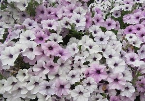 Silver Tidal Wave Petunia Seeds, Pelleted for Easier Sowing and Germination, Petunia Hybrida PE5010P - Etsy