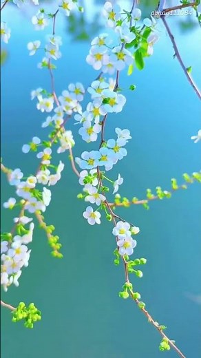 Morning – Relaxing Tunes to Start Your Day_nhac khong loi #pianomusic