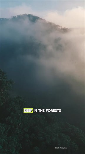 Discover New Bat Species in Philippine Rainforests