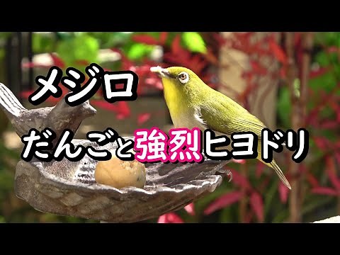 メジロ団子と強烈ヒヨドリ 手造り野鳥園 Delicious bird cake and strong bulbul.