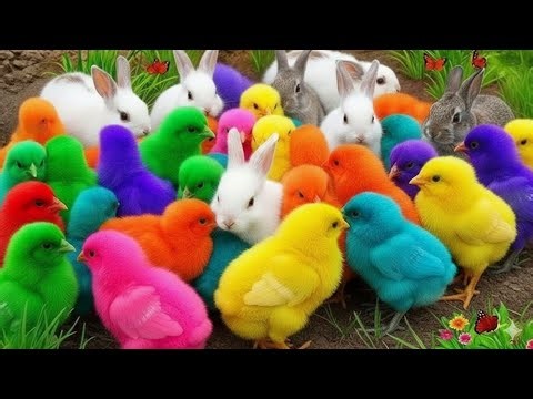 So Cute You Can’t Stop Watching These Baby Chicks | Colorful Rainbow Chickens