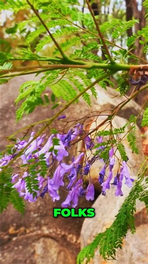 Journey into the fascinating world of monkeys. Explore their habitat and social lives. It's a wild watch! #MonkeyLife #WildlifeDocumentary #AnimalBehavior #PrimateWorld #NatureIsAmazing #AnimalPlanet | Zupa Blog