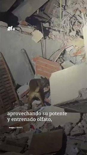 Así Trabajan los Perros de Rescate en las Estructuras Colapsadas por Sismos en Venezuela