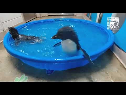 Rockhopper Penguin Chicks 1st Swim - Cincinnati Zoo