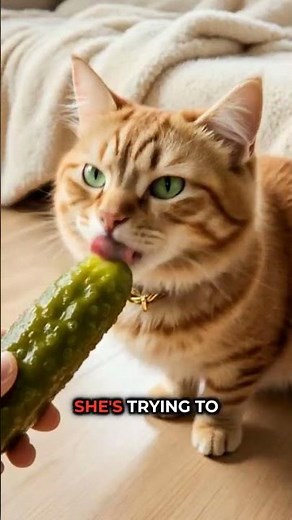 Funny Cat Smells Pickle and Has Epic Reaction 🥒😹