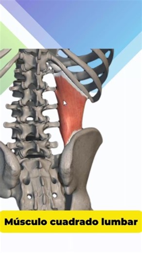Este es un musculo pequeño, localizado entre la cresta iliaca y el borde inferior de la ultima costilla, tiene funciones importantes como estabilizador y movilizador, siendo también causante de dolores tipo lumbalgia; Aquí te dejamos un repaso anatómico de este musculo. #musculos #cuadradolumbar #anatomia #repaso #lumbar #columna #fisio #fisioterapia #fisioterapeuta #fisioterapiaenmovimiento | Fisioterapia en Movimiento